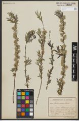 Foto von Salix repens subsp. rosmarinifolia (L.) Andersson